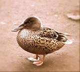 Okera